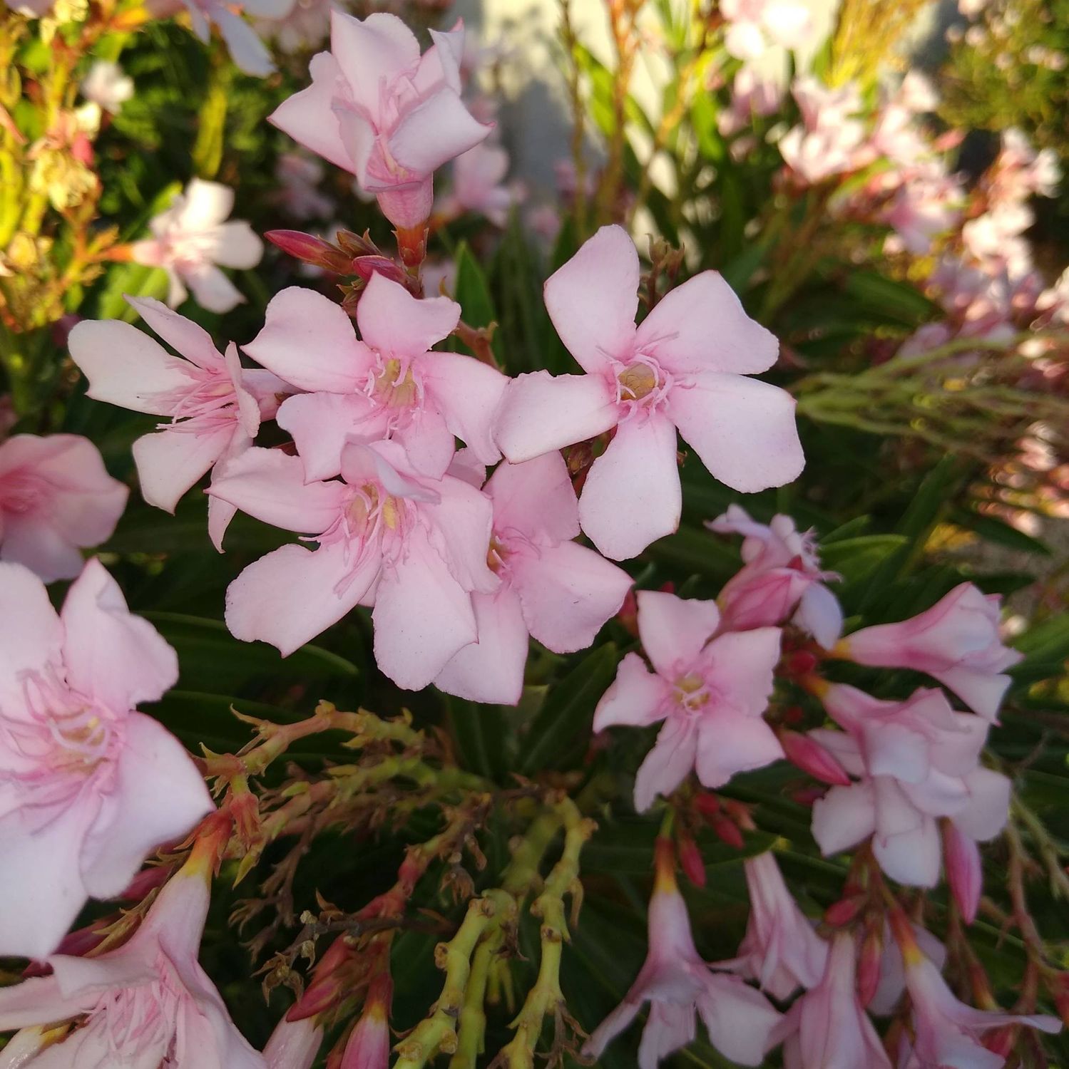 Nerium Oleander Rosa, Oleandro (fiore rosa semplice) - vaso Ø18cm