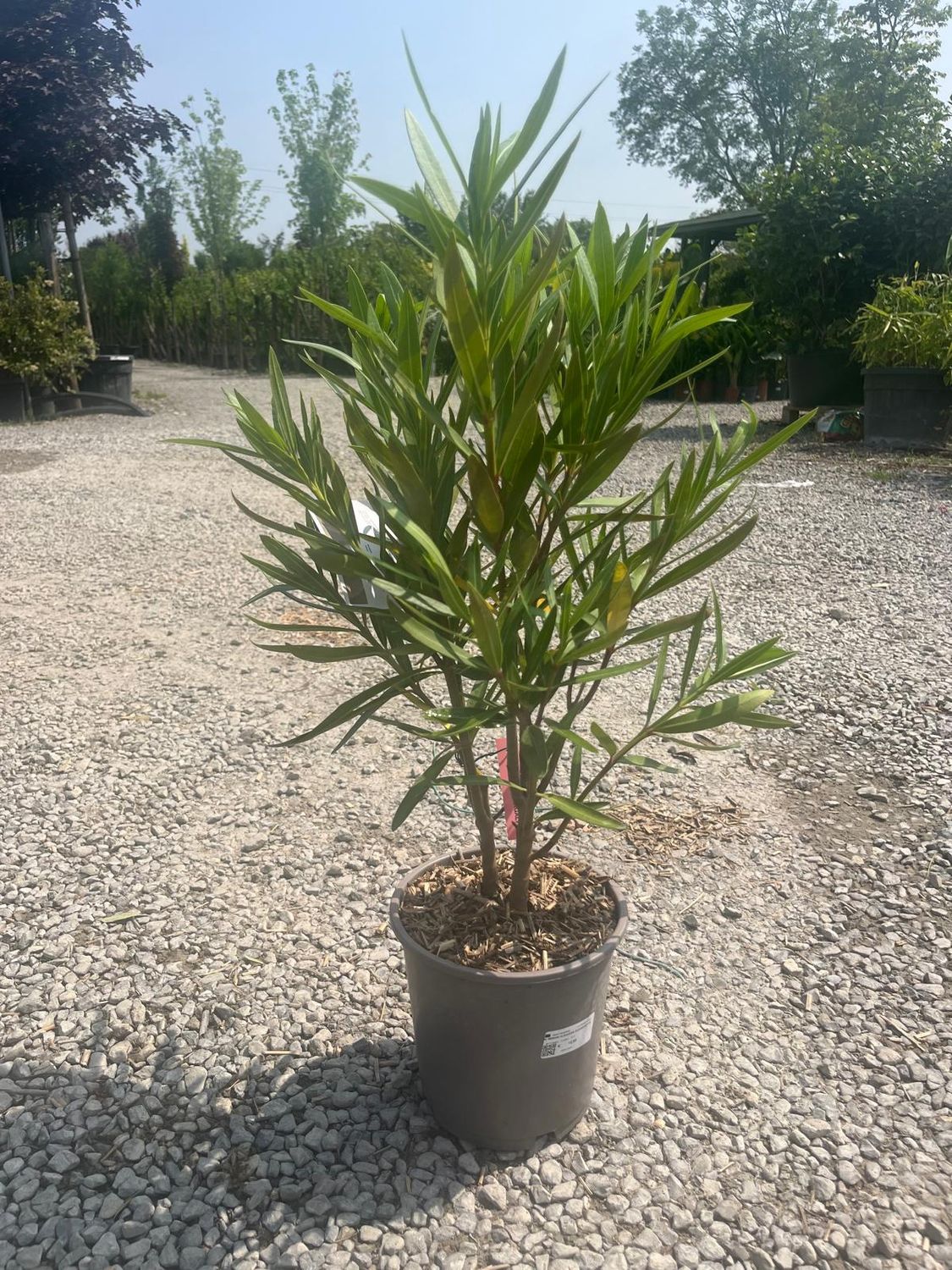 Nerium Oleander Tamoure, Oleandro (fiore magenta variegato bianco doppio) - vaso Ø18cm