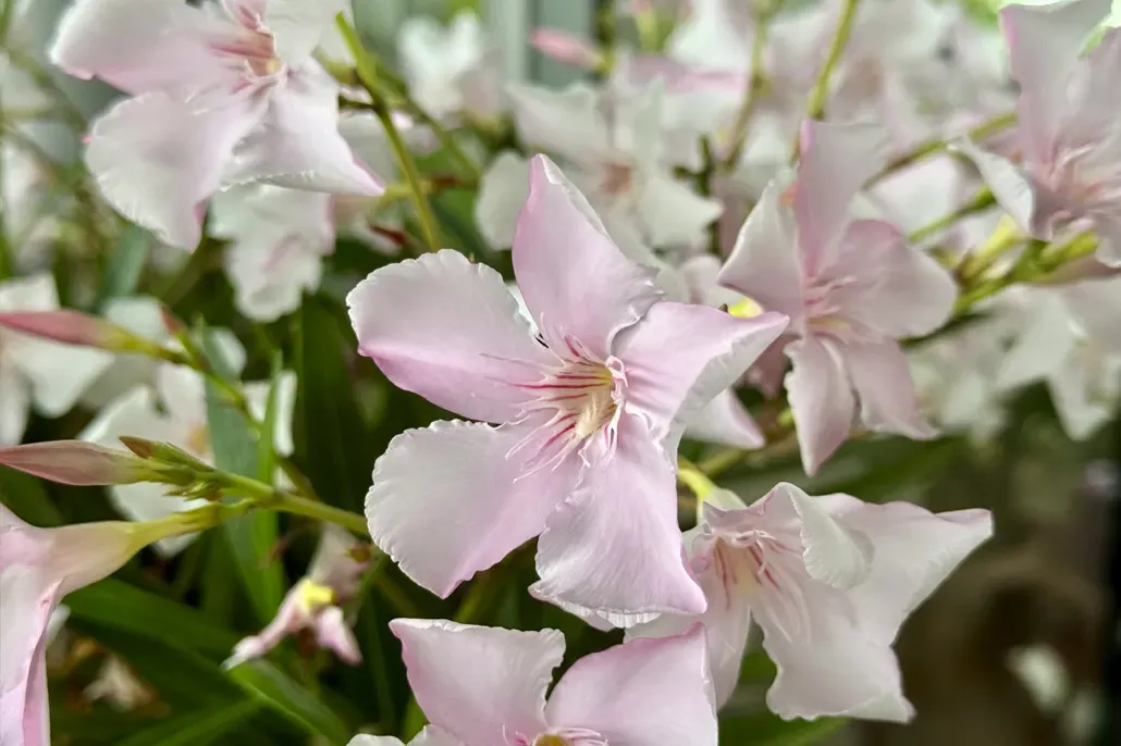 Nerium Oleander Bianco rosato, Oleandro (fiore bianco rosato semplice) - vaso Ø18cm