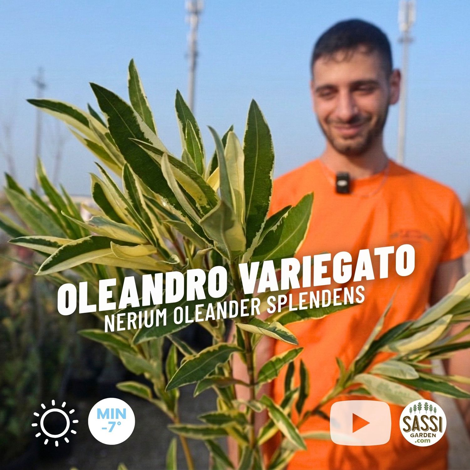 Nerium Oleander Splendens rosa variegato, Oleandro variegato (fiore rosa doppio) - vaso Ø18 cm Nerium Oleander Splendens rosa variegato, Oleandro variegato (fiore rosa doppio)