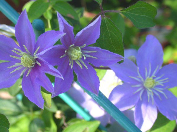 Clematis ‘Justa’, Clematide - vaso Ø15 cm Clematis ‘Justa’, Clematide - vaso Ø15 cm