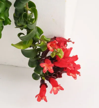 Aeschynanthus ‘Bluster’ , Eschinanto, Lipstick Plant, Pianta Rossetto - basket Ø15 cm