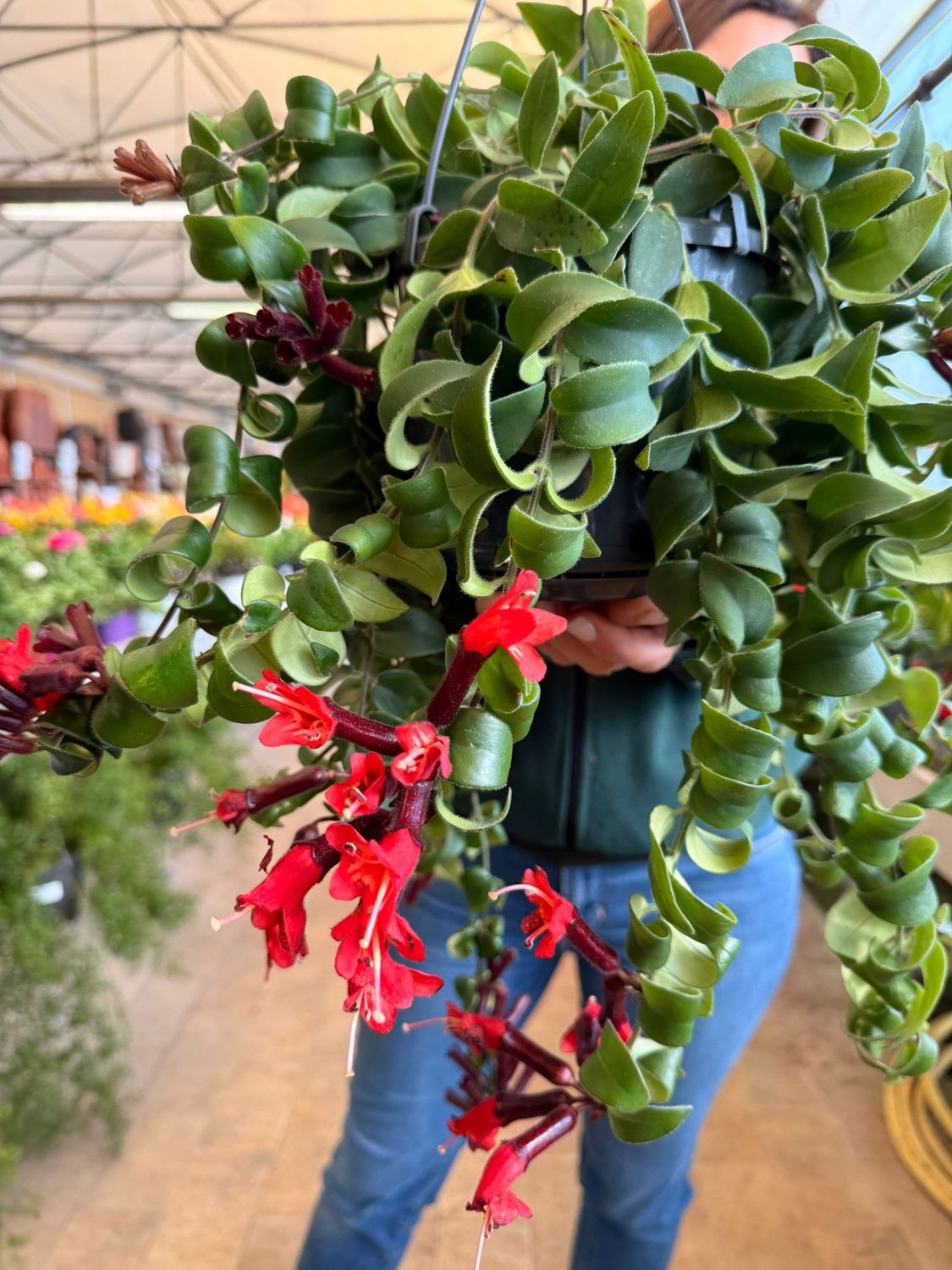 Aeschynanthus ‘Bluster’ , Eschinanto, Lipstick Plant, Pianta Rossetto - basket Ø15 cm