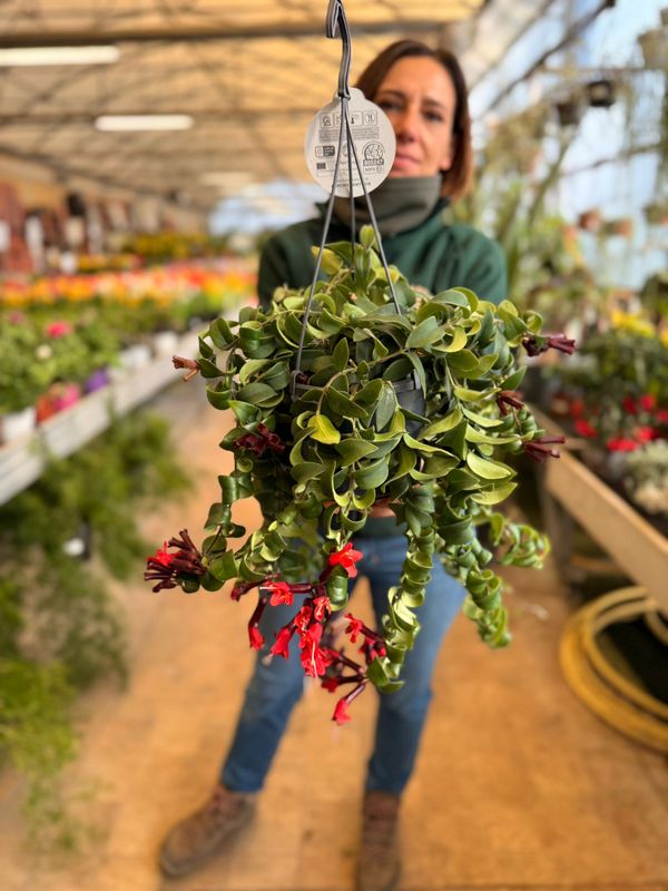 Aeschynanthus ‘Bluster’ , Eschinanto, Lipstick Plant, Pianta Rossetto - basket Ø15 cm