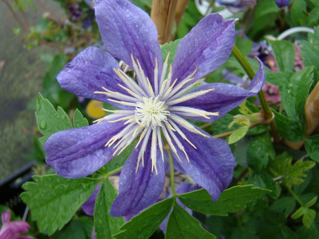 Clematis diversifolia ‘ Arabella’ , Clematide - vaso Ø17 cm, h 50/60 cm Clematis diversifolia ‘ Arabella’ , Clematide - vaso Ø17 cm, h 50/60 cm