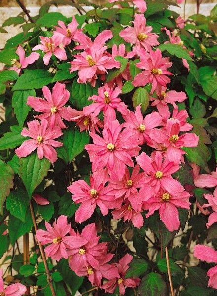 Clematis montana ‘Broughton Star’, Clematide - vaso Ø17 cm, h 50/60 cm