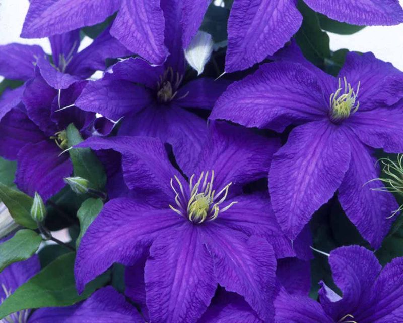 Clematis ‘ Rhapsody ’ Clematide - vaso Ø15 cm