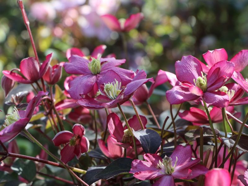 Clematide, Clematis montana ‘Van Gogh’ - vaso Ø17 cm, h 50/60 cm