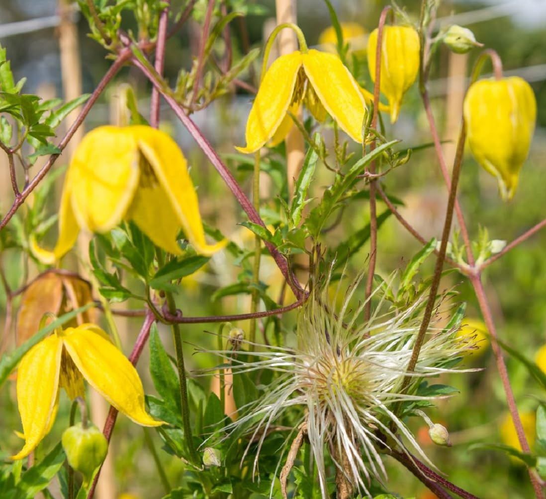 Clematide, Clematis tangutica - vaso Ø17 cm, h 50/60 cm Clematide, Clematis tangutica - vaso Ø17 cm, h 50/60 cm