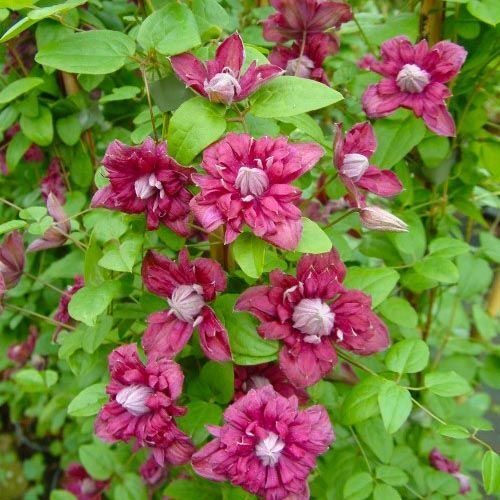 Clematide, Clematis viticella ‘Purpurea Plena Elegans’ - vaso Ø17 cm, h 75 cm