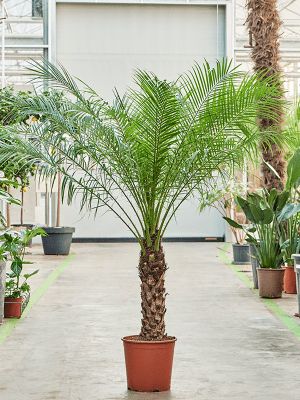 Phoenix roebelenii, Palma da datteri nana - vaso Ø27 h 140 cm fuori vaso