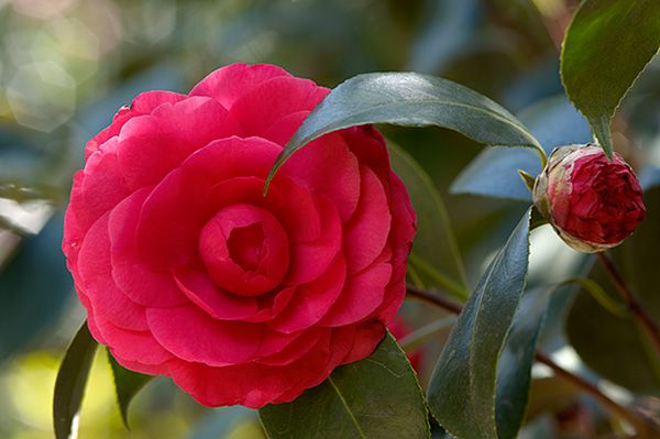 Camellia Japonica 'Howey', Camelia del Giappone - vaso Ø19 cm Camellia Japonica 'Howey', Camelia del Giappone - vaso Ø19 cm