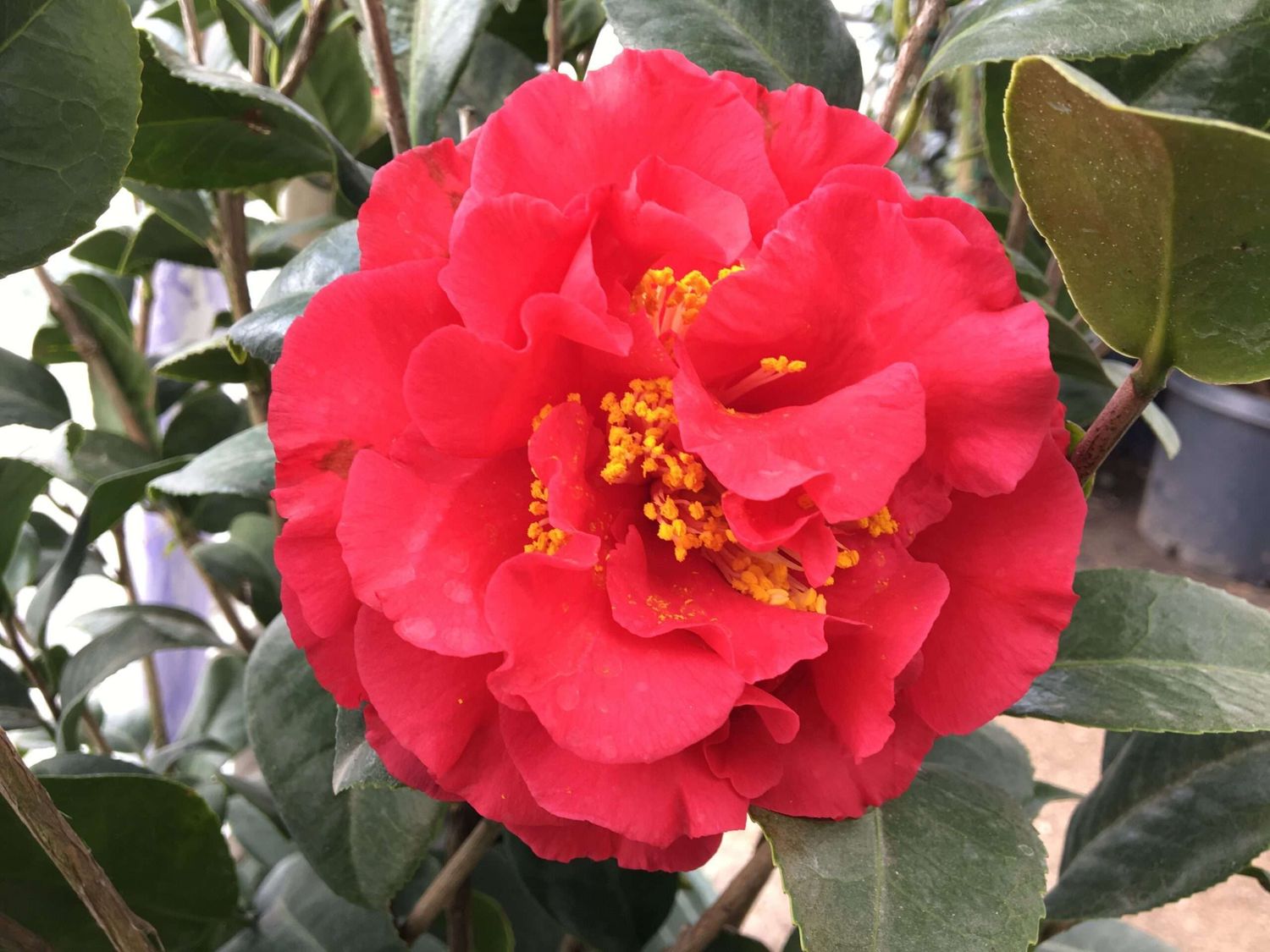 Camellia Japonica 'Kramer's Supreme', Camelia del Giappone - vaso Ø19 cm