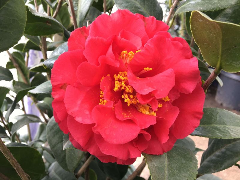Camellia Japonica 'Kramer's Supreme', Camelia del Giappone - vaso Ø19 cm