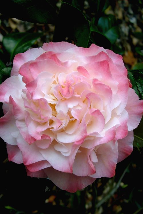 Camellia Japonica 'Nuccio's Jewel', Camelia del Giappone - vaso Ø19 cm