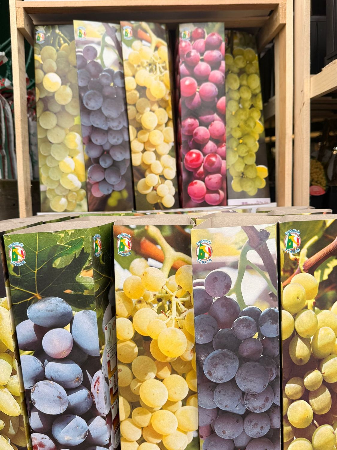 Vite da tavola Alfonso La Valle' Alphonse Lavallee, Vitis vinifera 'Alfonso La Valle' - In pack, busta