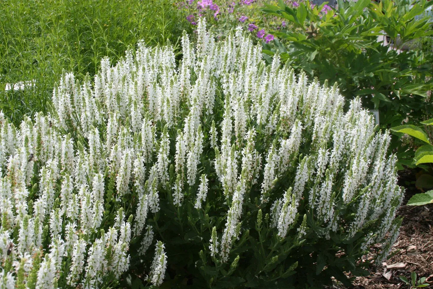 Salvia nemorosa ‘ Schneehügel’  - vaso Ø17 cm