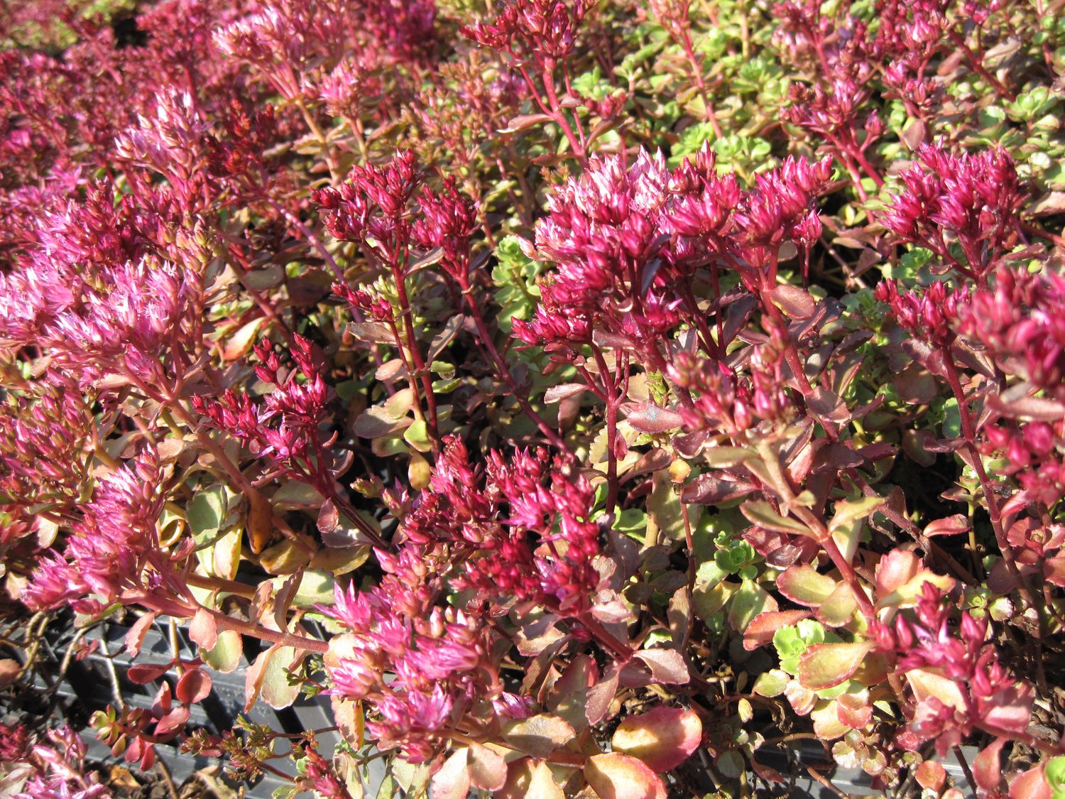 Sedum spurium ‘ Voodoo ’ - vaso Ø9 cm Sedum spurium ‘ Voodoo ’ - vaso Ø9 cm