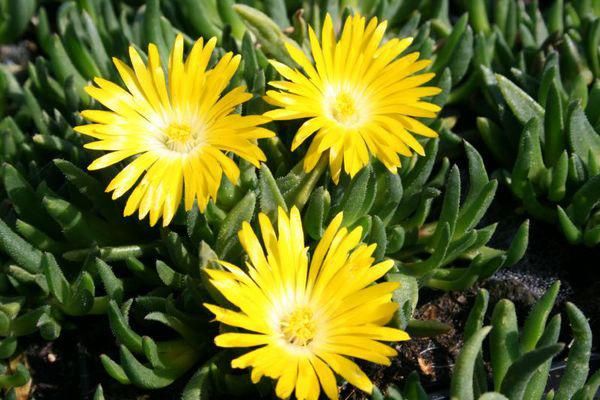 Delosperma congestum ‘Gold Nugget’ - vaso Ø9 cm Delosperma congestum ‘Gold Nugget’ - vaso Ø9 cm