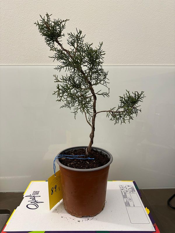 Ginepro fenicio Pezzo Unico n. 89 - h 40 cm PREBONSAI, BONSAI