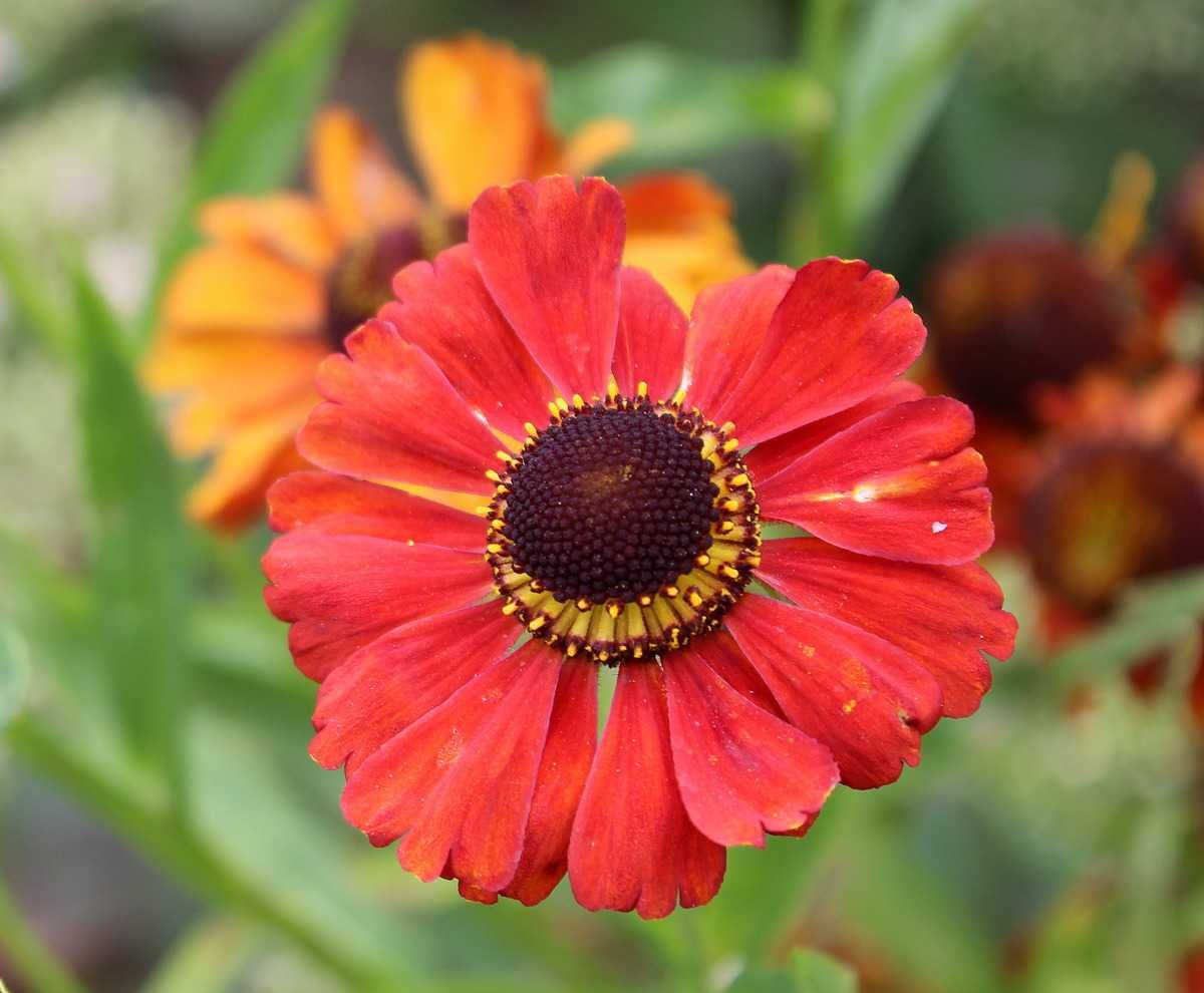 Helenium autumnale Kupferiegel - vaso Ø18cm
