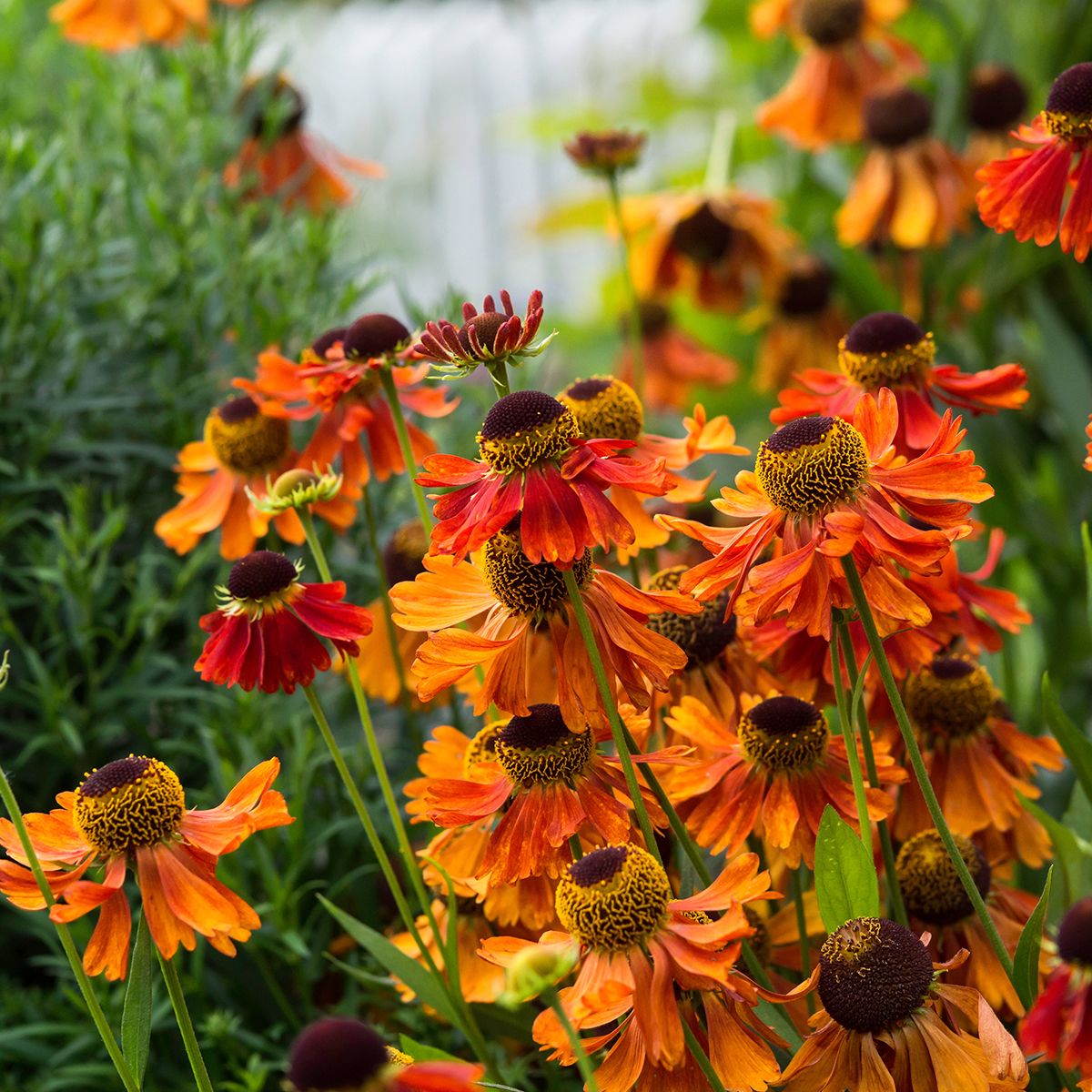 Helenium autumnale Moerheim beauty - vaso Ø18cm