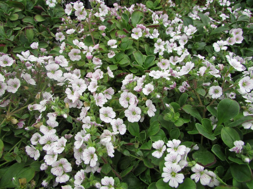 Gypsophyla Cerastoides - vaso Ø9 cm