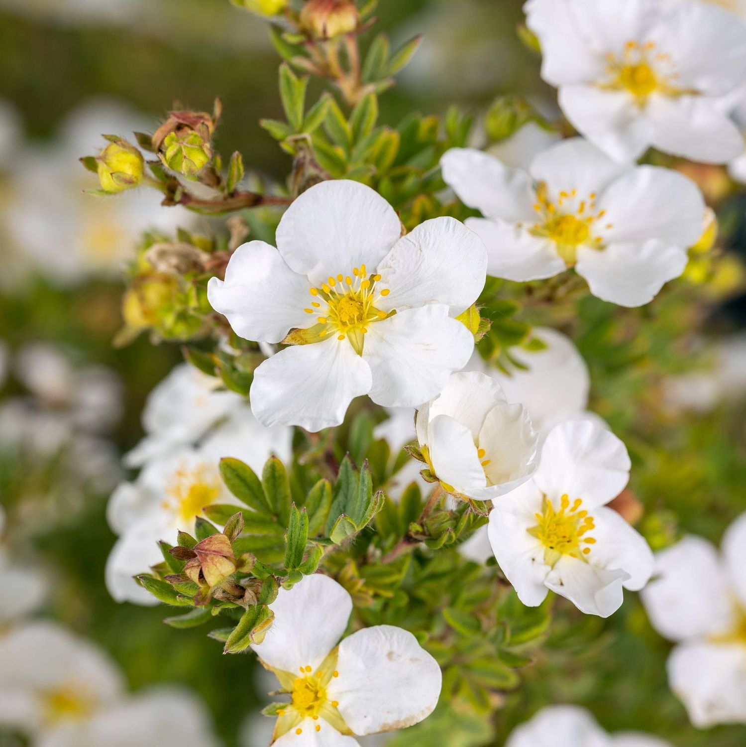 Potentilla fruticosa 'Abboswood' - vaso Ø18 cm