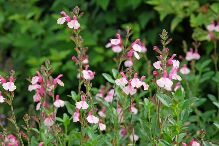 Salvia microphylla 'Soft Pink' - vaso Ø18 cm