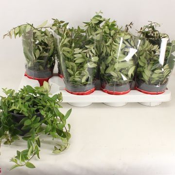 Aeschynanthus ‘Caro’ , Eschinanto, Lipstick Plant, Pianta Rossetto - basket Ø12 cm