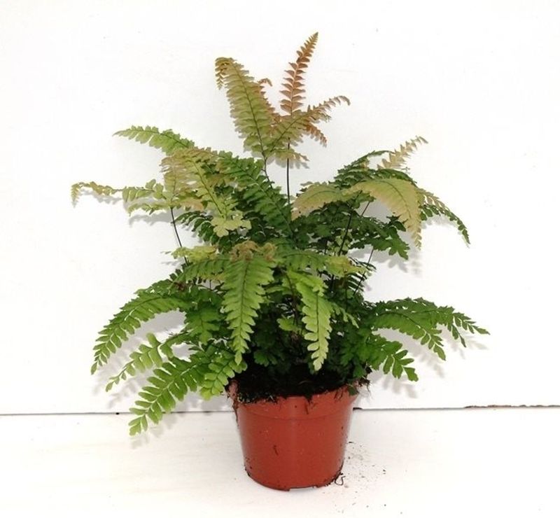 Adiantum Caudatum, Felce a Coda di Uccello - vaso Ø12 cm