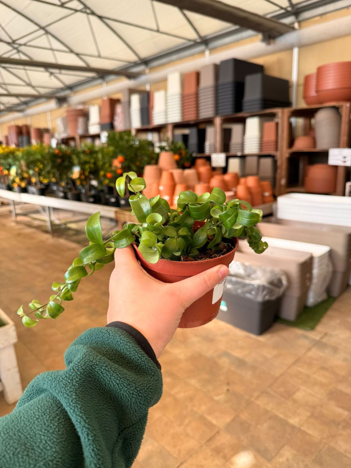 Aeschynanthus ‘Bluster’ , Eschinanto, Lipstick Plant, Pianta Rossetto - Vaso Ø12 cm Aeschynanthus ‘Bluster’ , Eschinanto, Lipstick Plant, Pianta Rossetto - Vaso Ø12 cm