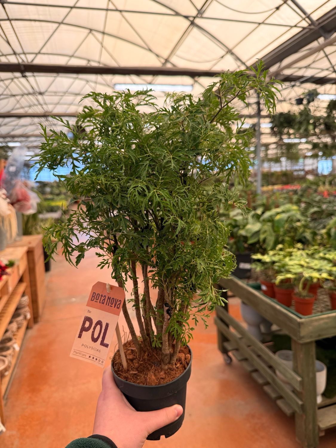 Polyscias hawaiiana ‘Ming’ - vaso Ø12 cm Polyscias hawaiiana ‘Ming’ - vaso Ø12 cm