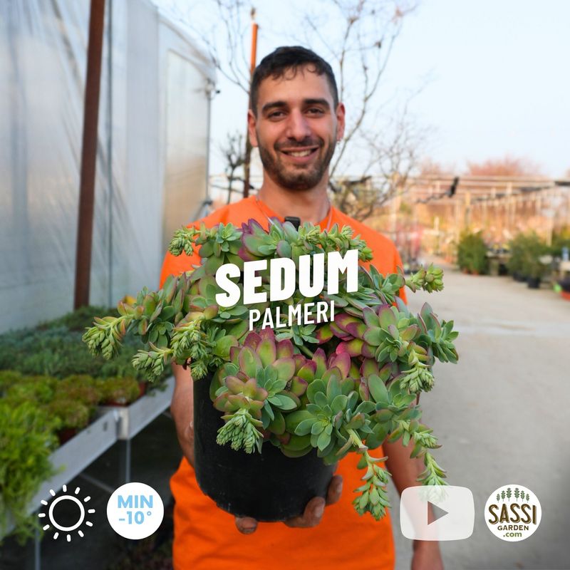 Sedum palmeri - vaso Ø22 cm