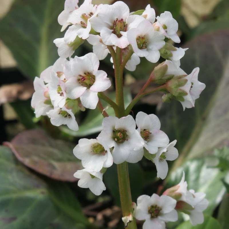 Bergenia ‘Bressingham White’ - vaso Ø18 cm