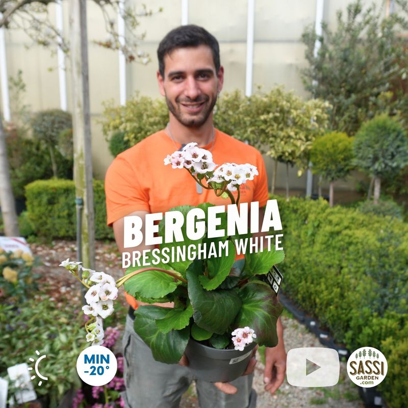 Bergenia ‘Bressingham White’ - vaso Ø18 cm Bergenia ‘Bressingham White’ - vaso Ø18 cm