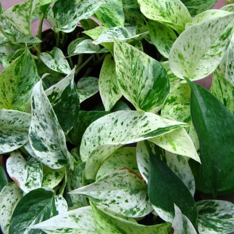 Epipremnum Aureum 'Marble Queen', Potus, Potos, Pothos, Photus - ciotola Ø17 cm
