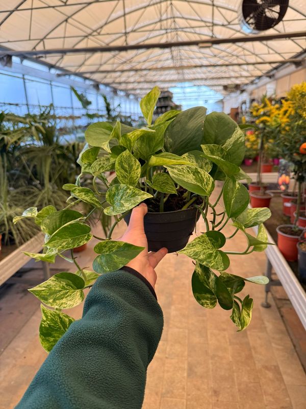 Epipremnum Aureum 'Marble Queen', Potus, Potos, Pothos, Photus - ciotola Ø17 cm