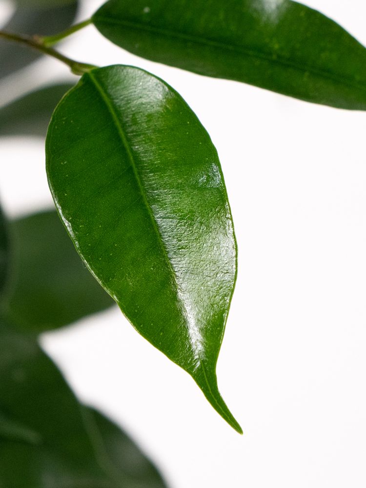 Ficus benjamina 'Danielle', Ficus 'Danielle' - vaso Ø17 cm
