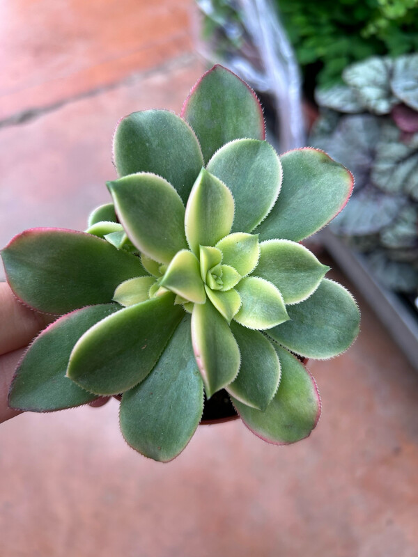 Aeonium 'Kiwi' - Kiwiniano - vaso Ø 5.5 cm