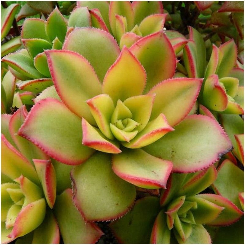 Aeonium 'Kiwi' - Kiwiniano - vaso Ø 5.5 cm Aeonium 'Kiwi' - Kiwiniano - vaso Ø 5.5 cm