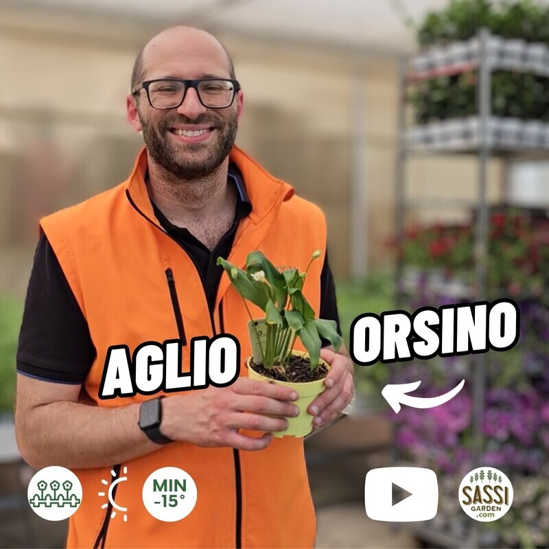 Aglio orsino, Allium ursinum, Aglio selvatico, Aglio di bosco - vaso Ø10 cm