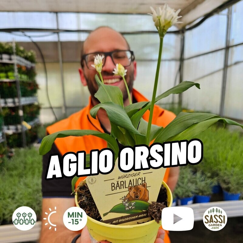 Aglio orsino, Allium ursinum, Aglio selvatico, Aglio di bosco - vaso Ø12 cm 2