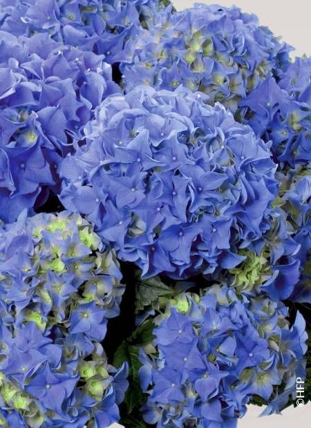 Hydrangea macrophylla Early Blue - vaso Ø20cm