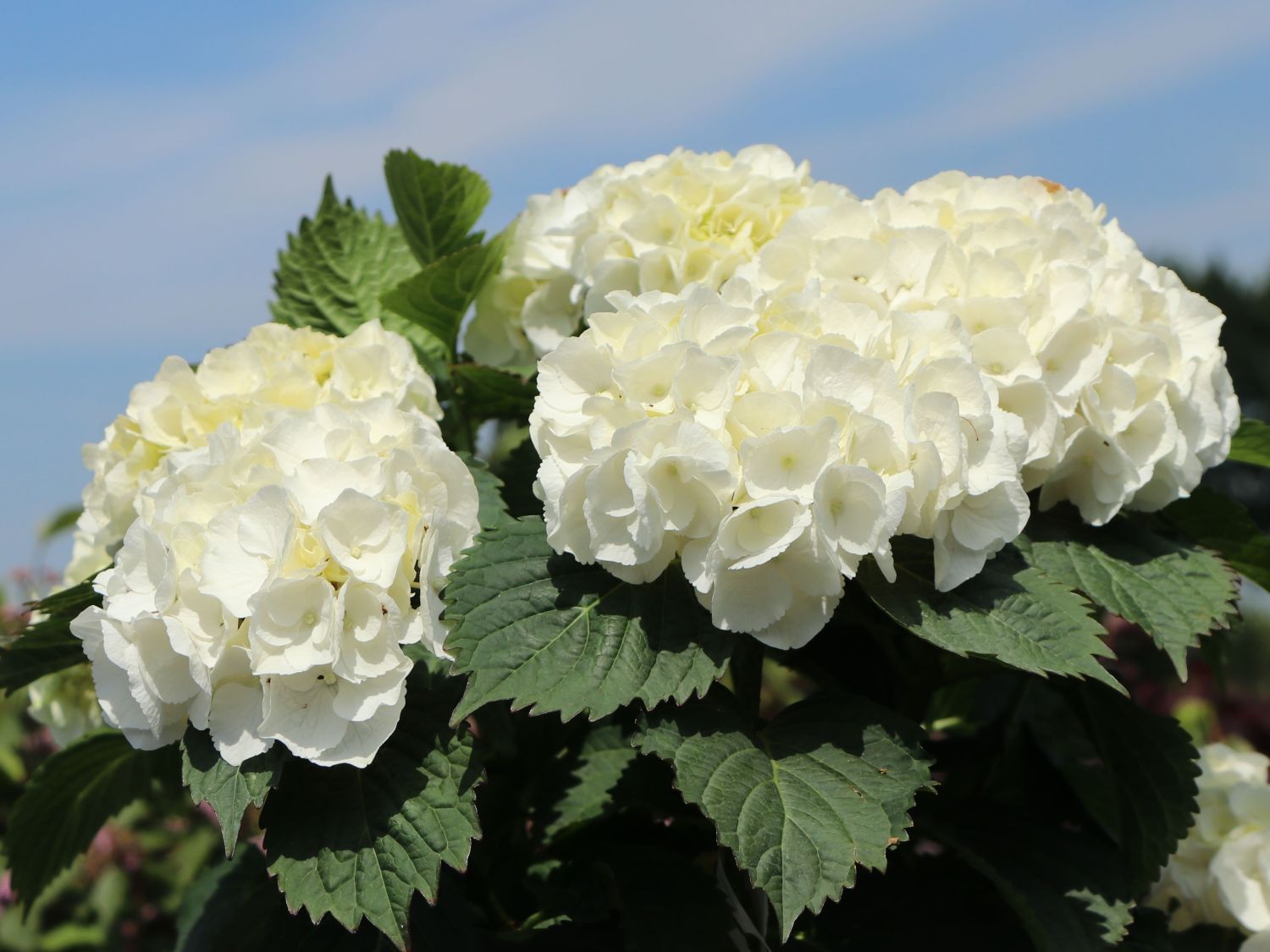 Hydrangea macrophylla Crystal Palace - vaso Ø22 cm Hydrangea macrophylla Crystal Palace - vaso Ø22 cm