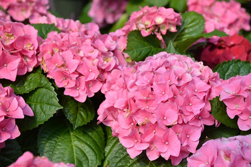 Hydrangea macrophylla Early Pink - vaso Ø22 cm