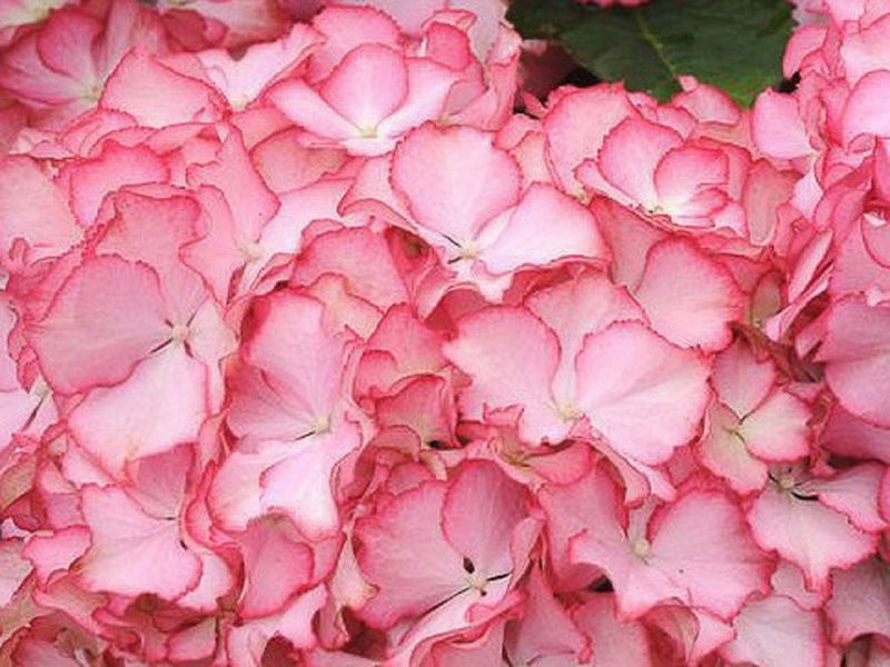 Hydrangea macrophylla Adula Pink - vaso Ø20 cm