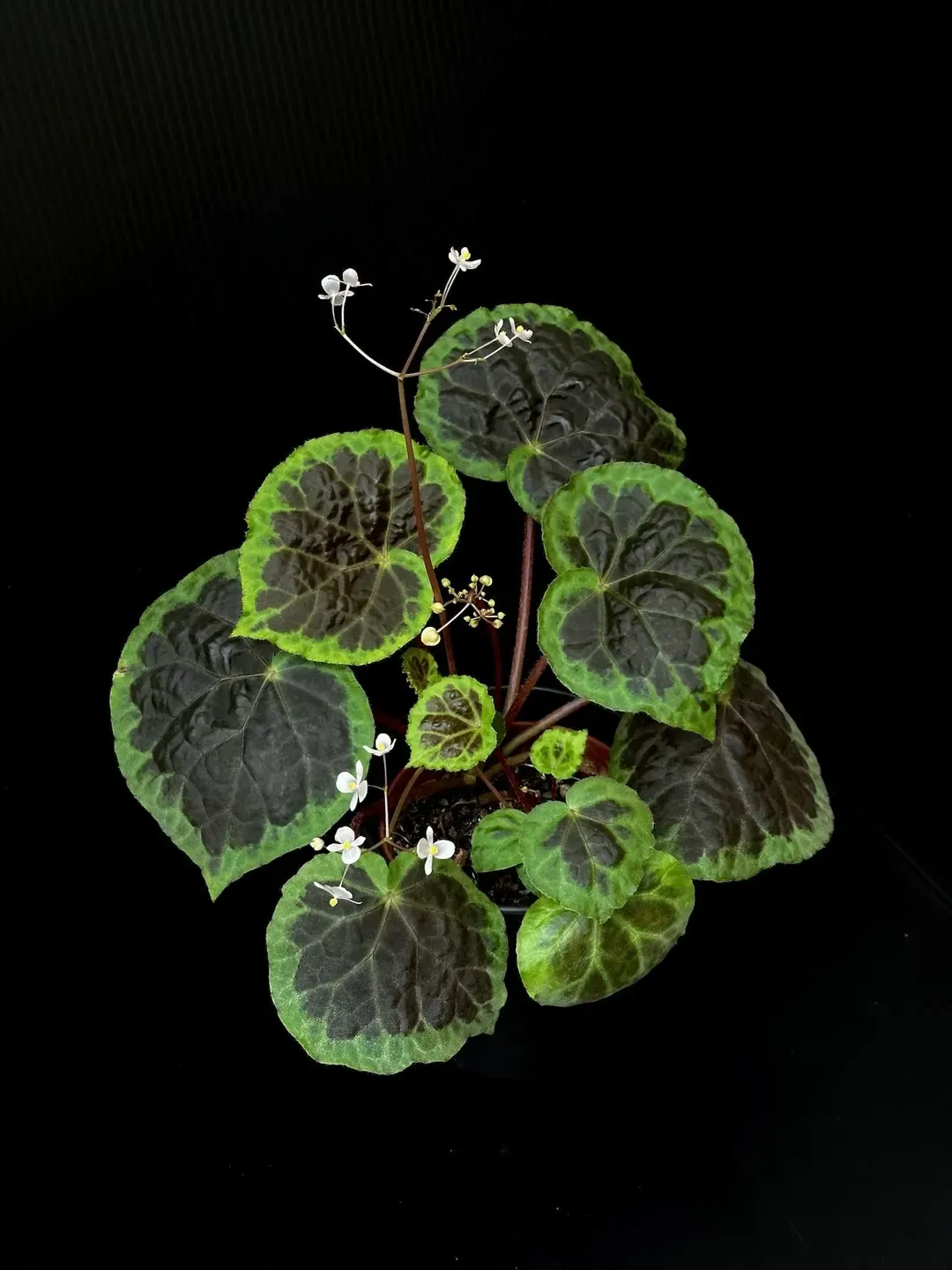 Begonia Dongoranensis - vaso Ø10 cm Begonia Dongoranensis - vaso Ø10 cm