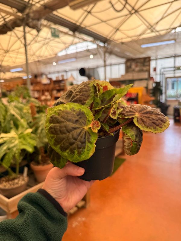 Begonia Dongoranensis - vaso Ø10 cm