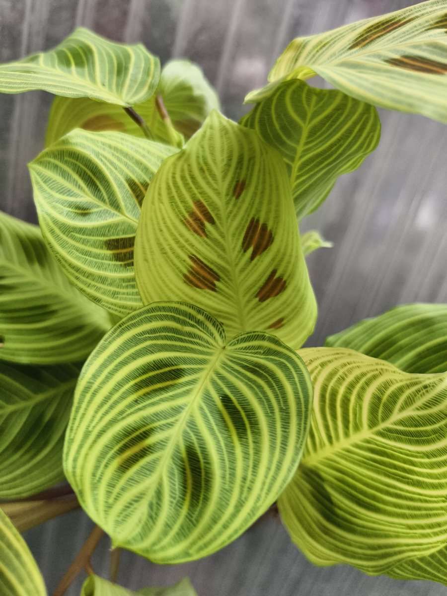 Maranta Leuconera Golden Vein - vaso Ø11 cm Maranta Leuconera Golden Vein - vaso Ø11 cm